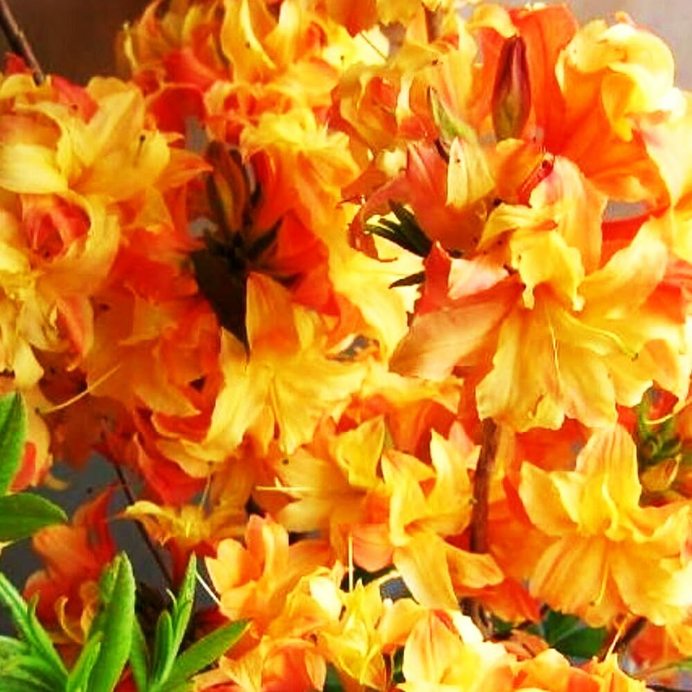 Amazon.co.jp: 八重咲き 信濃 ツツジ 苗 苗木「 エンジェル 」挿木2